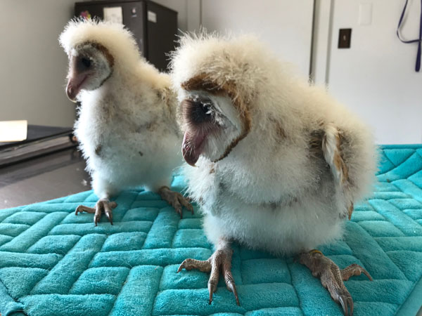 baby barn owls